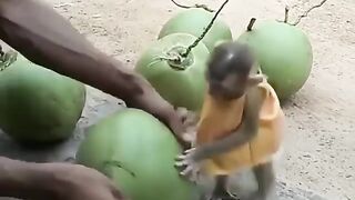 A little monkey kid wants to drink coconut water