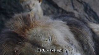 Lion life