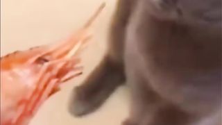 Funniest Videos 2022 ???? Funny Cats ???? and Dogs ???? Animal Funny Videos Part09