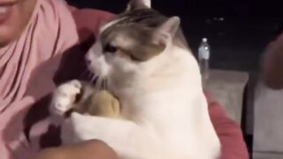 Funniest Videos 2022 ???? Funny Cats ???? and Dogs ???? Animal Funny Videos Part05