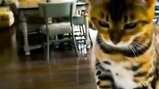 Animals Funny Video 2