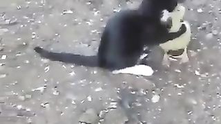 Amazing video cat vs