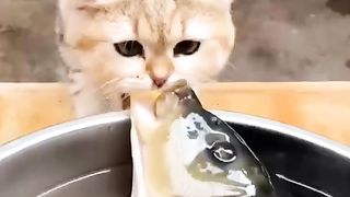 Cat's video 2