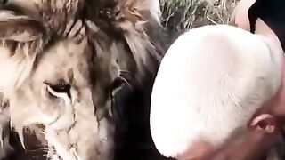Amazing Video - Beautiful Big Cat - Lions Show Love With Human - Beautiful Lions vs human - Sky Animals