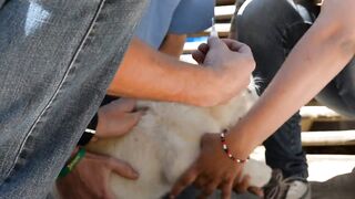 Lion cub vaccination 1