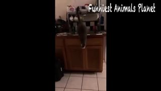Best Funny Dogs And Cats Videos ???? - Funniest Animals Videos 2023????