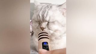 Animaux les plus drôles 2022 ???? Meilleurs chats et chiens drôles ????????
