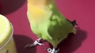 Smart parrot 2