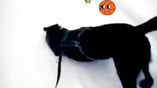 Never Anger Dogs & Cats #10