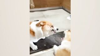 Funniest Animals Video 2023 | Best Dog Videos Ever  | Pets Island