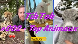 Compilation TikTok - #002 - Top Animaux