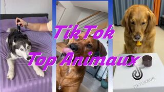 Compilation TikTok - #001 - Top Animaux