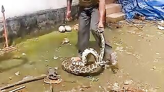 cobra