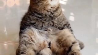 Funny animals 9