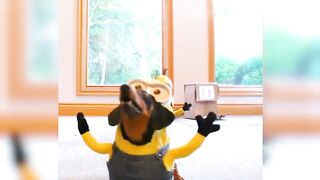 Funny Animal Videos 2023 ???? - Funniest Cats And Dogs Videos ???????? #13