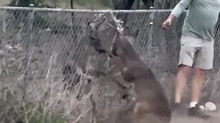 DN Deer Rescue operation number three this year