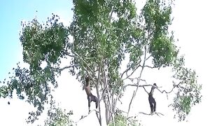 How To Build House On The Tree 12m And Swimming Pool