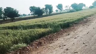 Taonsa to kot qaisrani.like my video