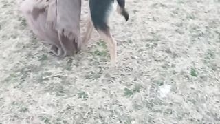 Dog play 2