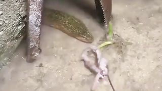 The  Incredible Video Catch Eel In Muddy