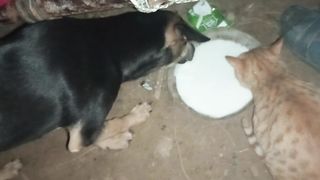 Dog and cat 2