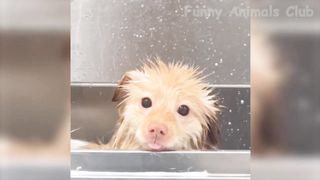 Animaux drôles et mignon ????????