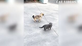 Compilation of funny videos with cats and dogs