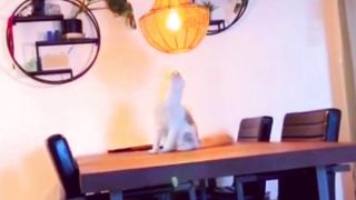 Naughty Cat 2