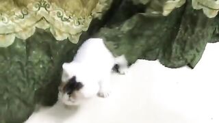 Cat kittens, cute cats