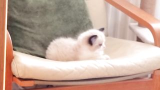 mom is around ????????Happy Ragdoll family