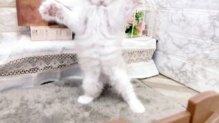 Mom is around ????????Happy Rag doll family