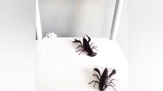 Best funny cats video