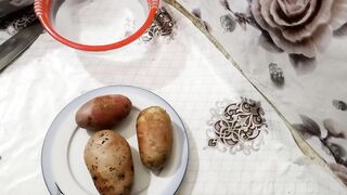 الو کے زنگر