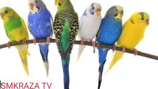 A & R Fancy birds