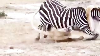 Zebra attack by lion#short #shorts