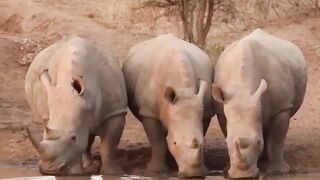 Wild animal attack #short #video
