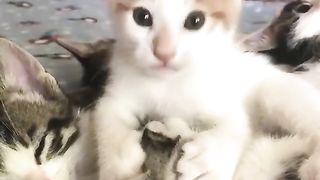 Funny cute little cats #short cute little cats having fun