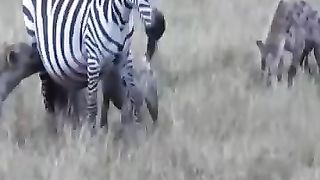 Wild animal attack zebra alive #short #shorts