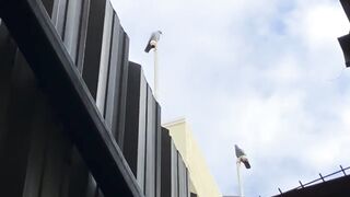 Beautiful Pigeons 2