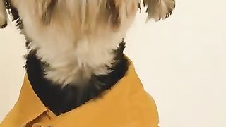 Dogs in well dress