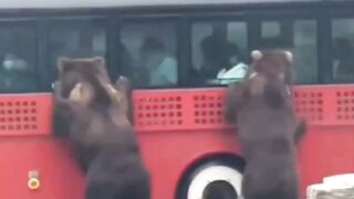 Best funny animals video ????