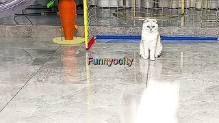 Cats football match