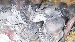 Silver  java birds cheeks