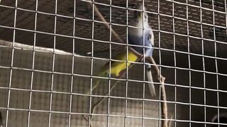 2 Birds Playing
