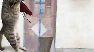 Funny cat 11
