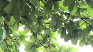 30 sec Relaxing and Calming Rain Video
