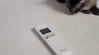 Cute cats relaxing mood
