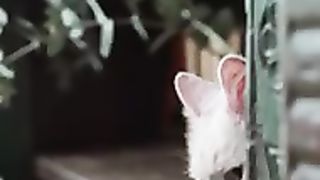 Funny cats most beautiful cat