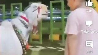 Kambing lucu