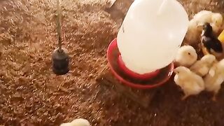cara ternak Ayam